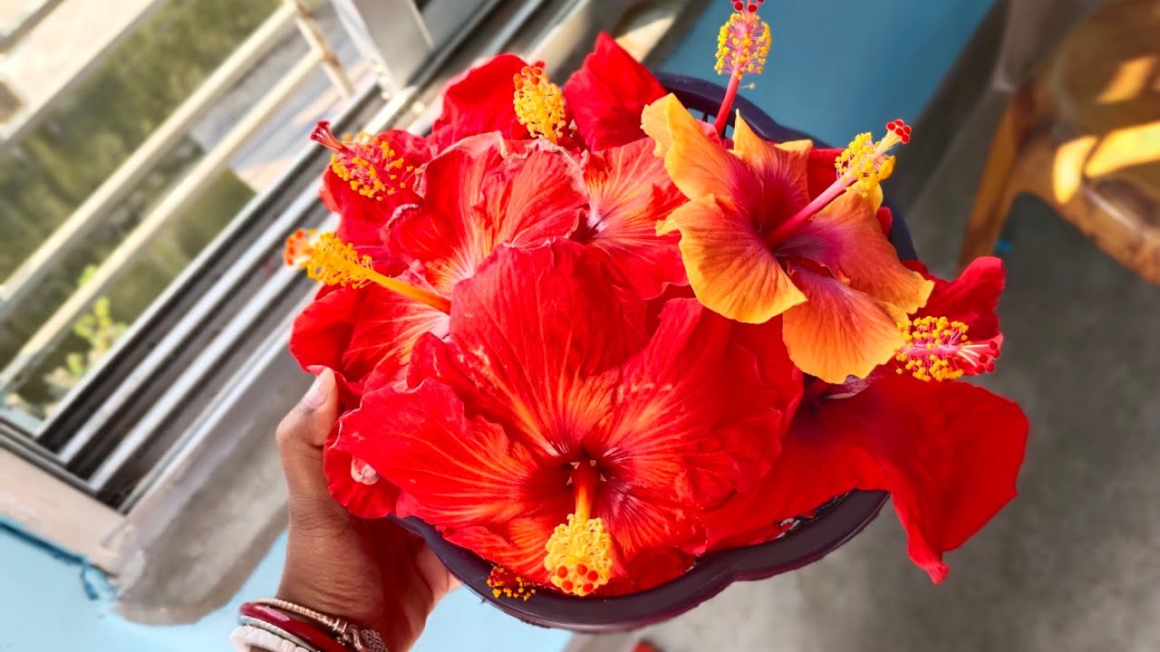 Aj amader gache koto🌺🥰 joba Full hoyeche || #viralvideo #trending #viral #video 