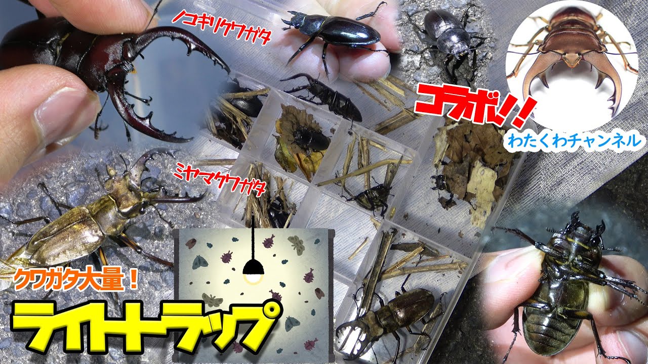 【コラボ】わたくわさんとオオクワガタを狙ってライトトラップ！