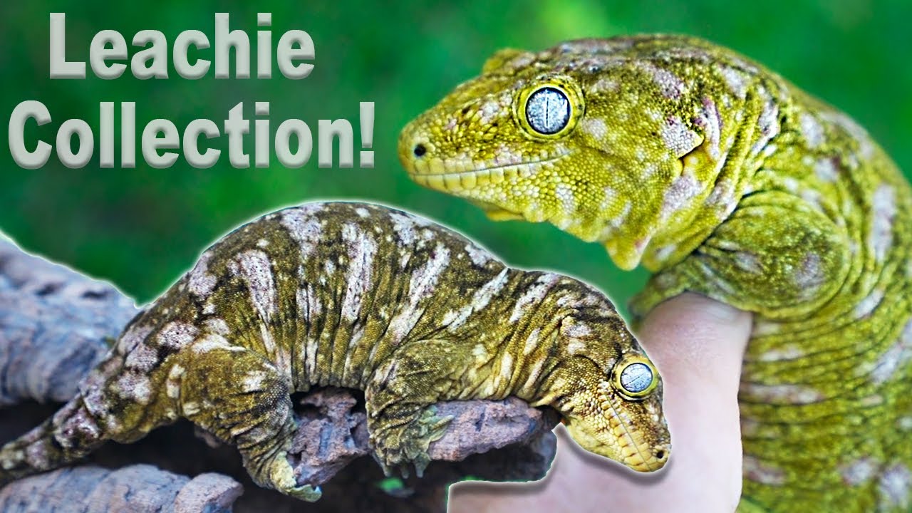 Коллекция гигантских гекконов TikisGeckos!