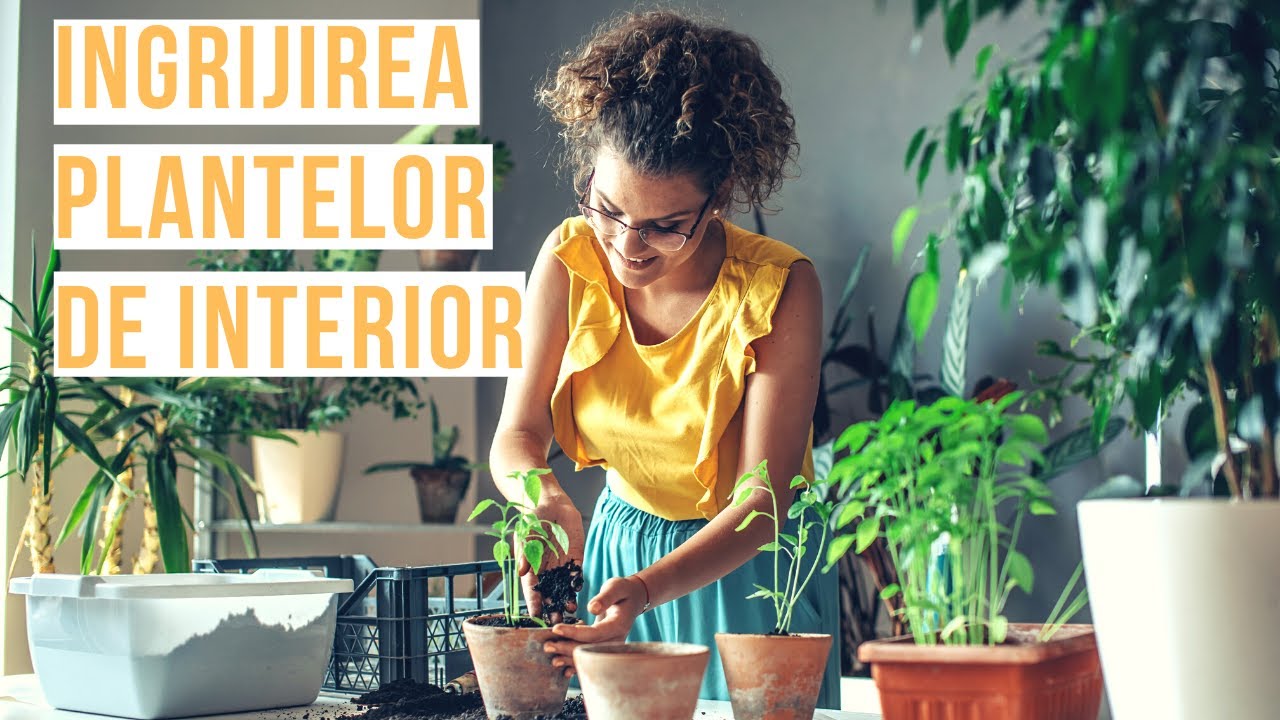 Cum sa &icirc;ngrijesti plantele de interior | VIATA IN GRADINA