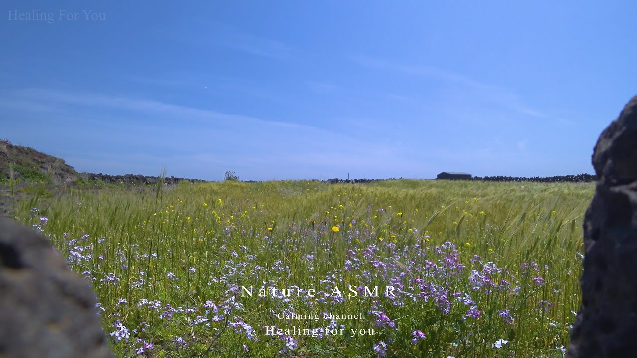 쉬고 싶을 때 듣는 편안한 자연의 소리, 제주도 청보리 들꽃밭 ASMR