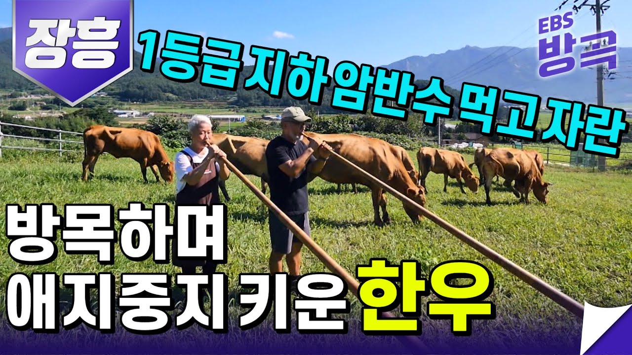 [전남 장흥] 목장에서 방목하며 1등급 지하 암반수에 좋은 풀과 좋은 음악으로 애지중지 키우는 한우 | 다 똑같은 투 플러스 한우가 아닌 이유 | 한국기행 | #방방곡곡