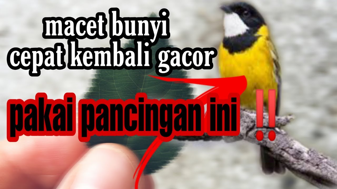 cucak bimoli / kancilan emas macet bunyi _ pasti nyaut dengar suara burung ini