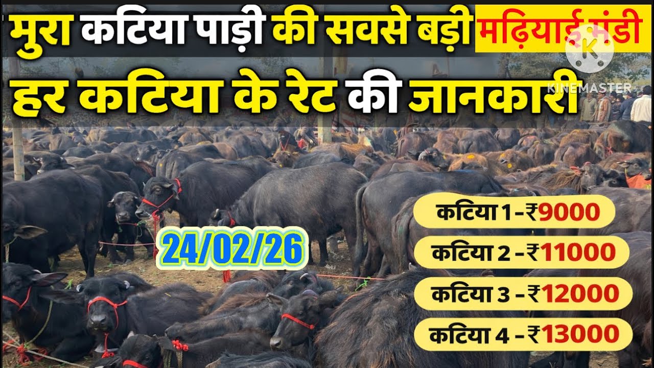 बहुत सस्ते रेट में मुर्रा कटड़ी पाड़ी इस पशुमण्डी में ख़रीदे |murrah bhais |#baffalo#padi#cow#murrah
