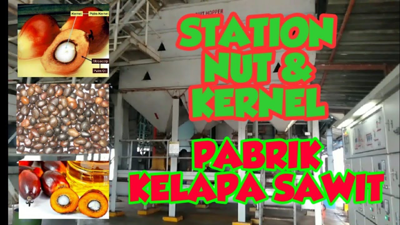 WOW...!!! BEGINI CARA PENGOLAHAN KERNEL DI PABRIK KELAPA SAWIT