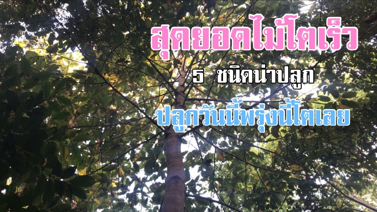 5 ชนิด ไม้โตเร็วน่าปลูก ปลูกปุ๊บโตปั๊บ [ดินแดนแห่งเสรีภาพ]