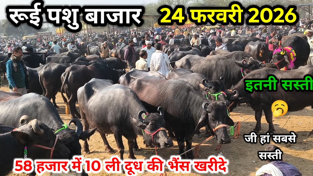 rui pashu mandill 24 फरवरी 2026 ll रूई पशु मंडी ll 58 हजार मै 10 लीटर दूध की भैंस ताजा ब्याही खरीदे 