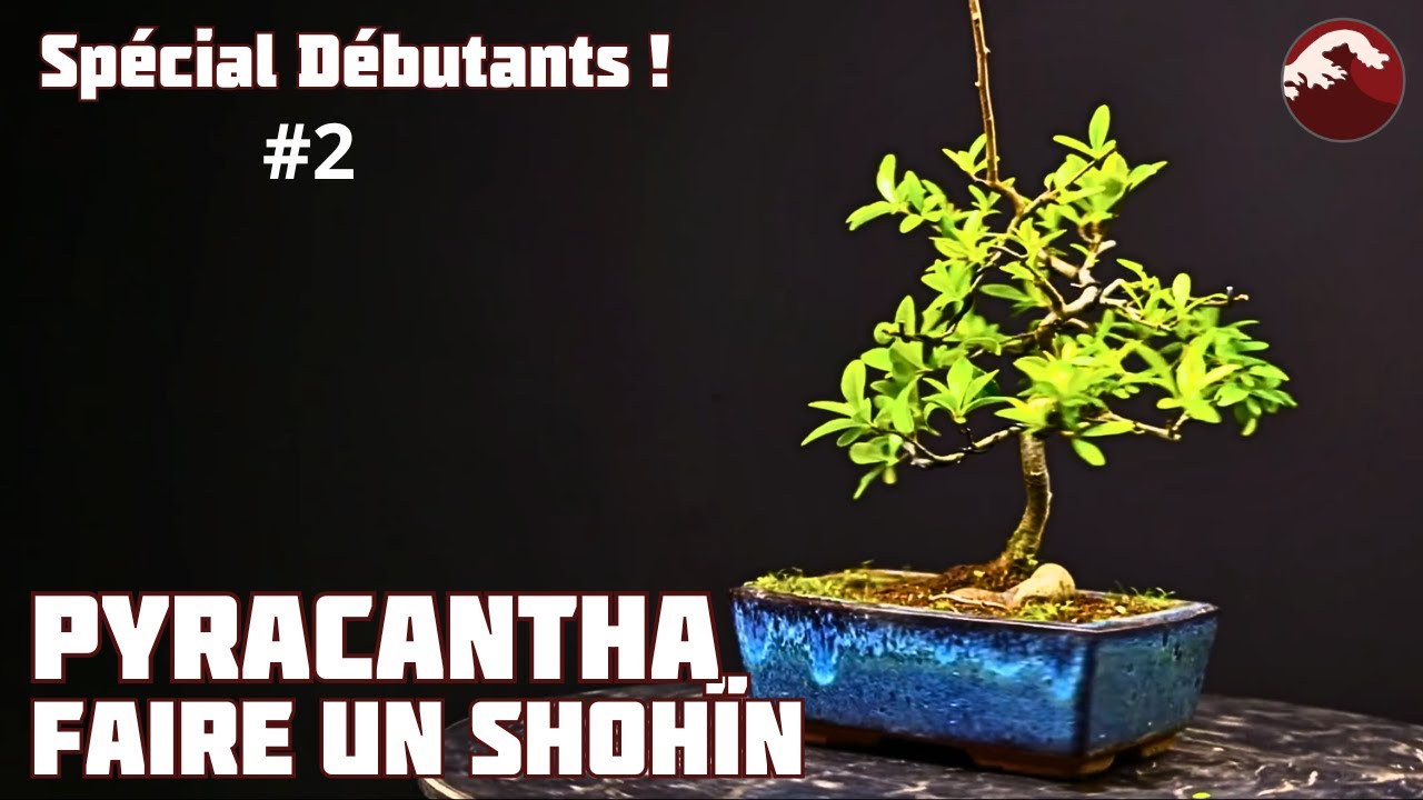 Comment réaliser un Shohïn avec un Plant de Pyracantha ? Épisode 2 🌱 NEJIKAN BONSAI 🌱