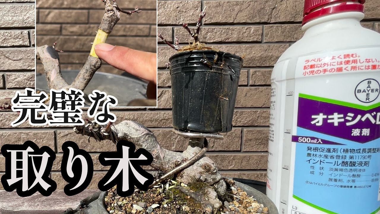 【Японский клен】многослойность. Даже новички смогут сделать это легко и надежно.