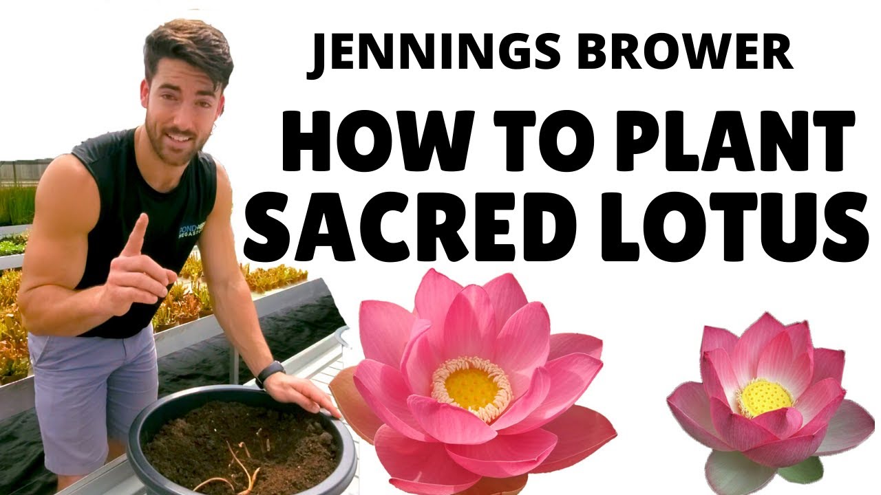 Planting Sacred Lotus for Flowers the First Season! Planting Blooming Kamal - Bua