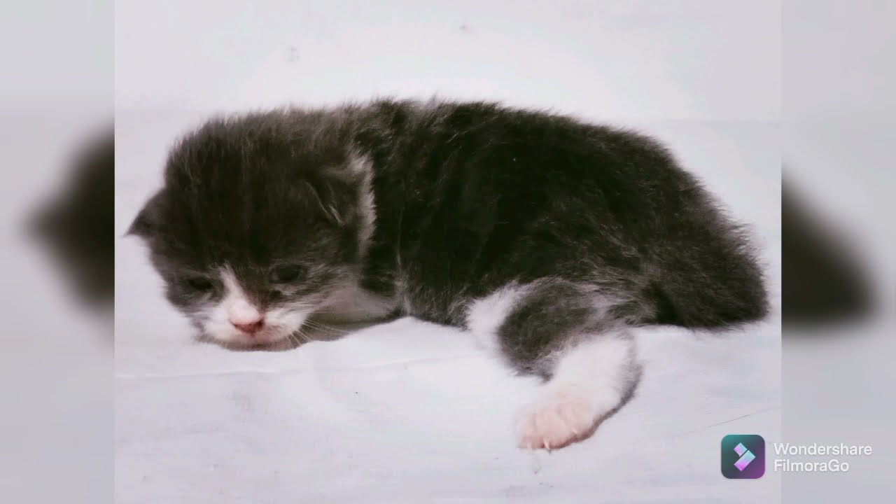 BEDA BAYI KUCING (BABY CAT PERSIA DAN KAMPUNG)