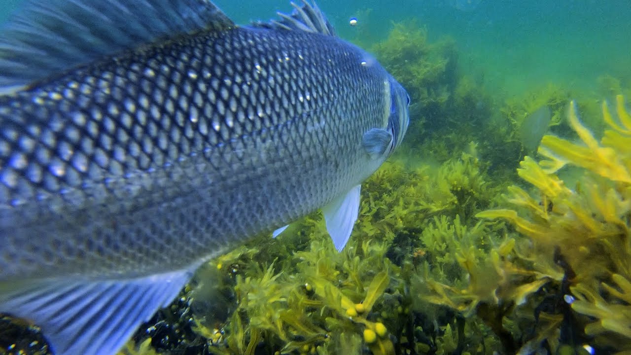 Det lukter høst, og fisk - Havabbor og Sjøørretfiske 2021
