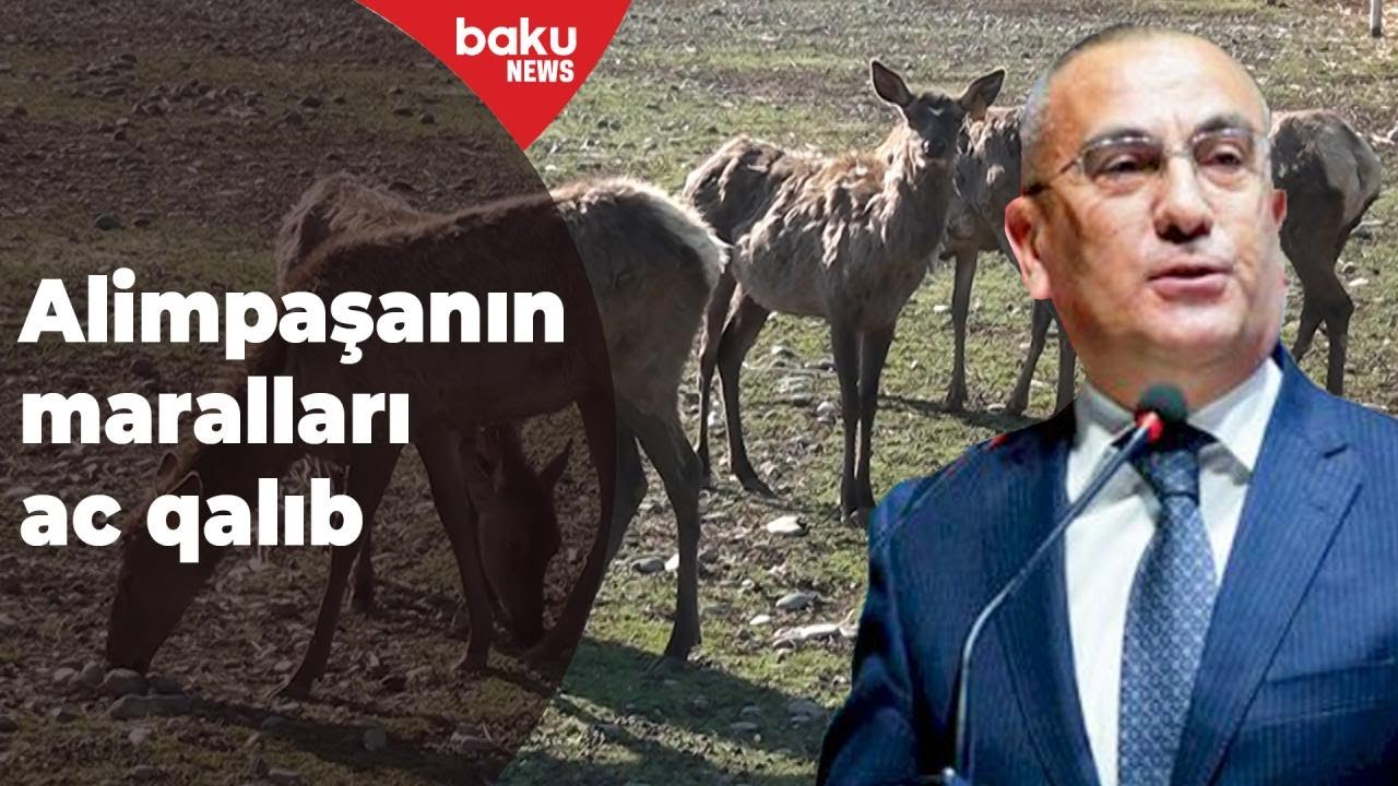 Alimpaşa həbs edildikdən sonra marallara baxan yoxdur - Baku TV