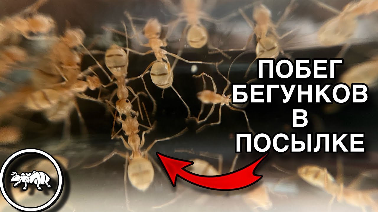 КИТАЙСКАЯ ПОСЫЛКА // CATAGLYPHIS PALLIDA СБЕЖАЛИ? // AntKeeper #ants #муравьи