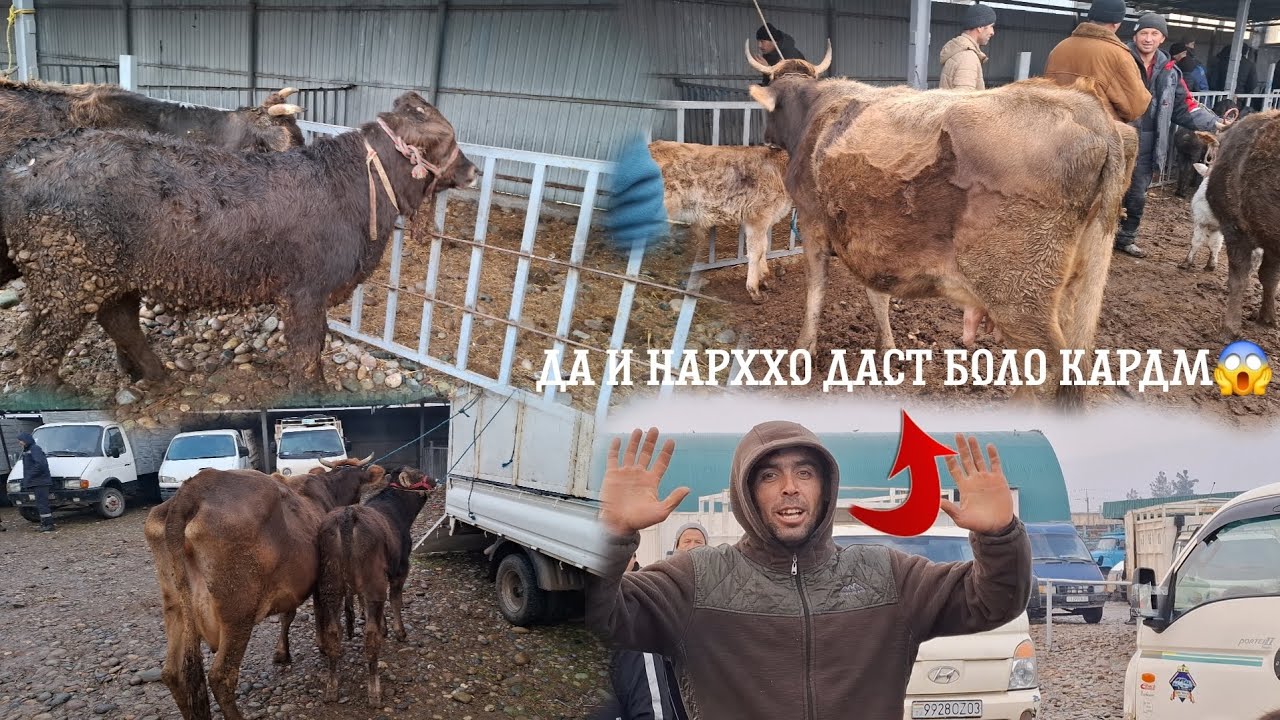 😱😱ХДТОН НАРХХОРА МУКОИСА КУНЕД😱.МОЛБОЗОРИ КАЛХОЗОБОД.  29 января 2026 г