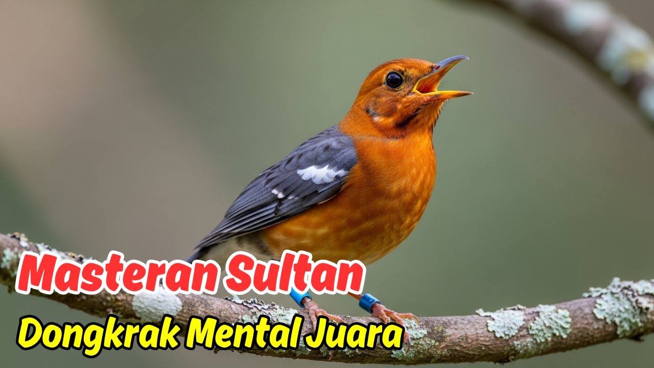 Seting Burung Anis Merah Agar Pagi Hari Lebih Gacor