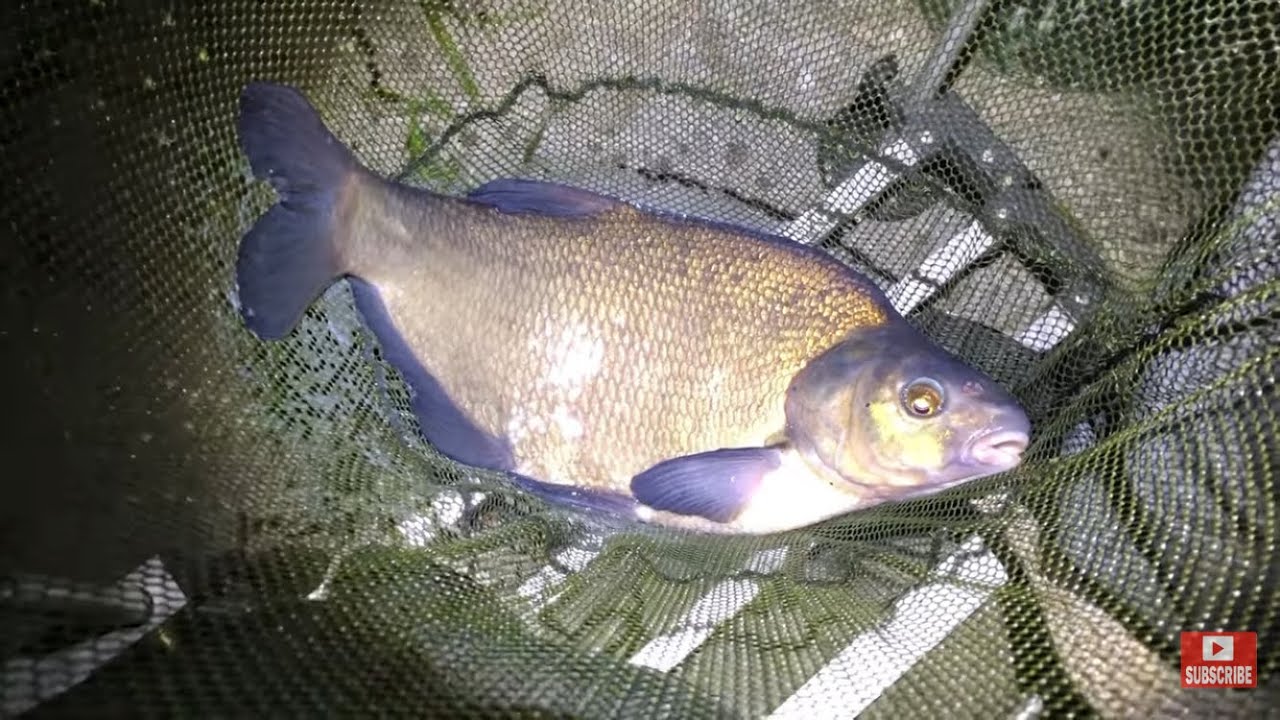 Lovely big slab bream at Wroxham. Fishing the River Bure on the feeder.