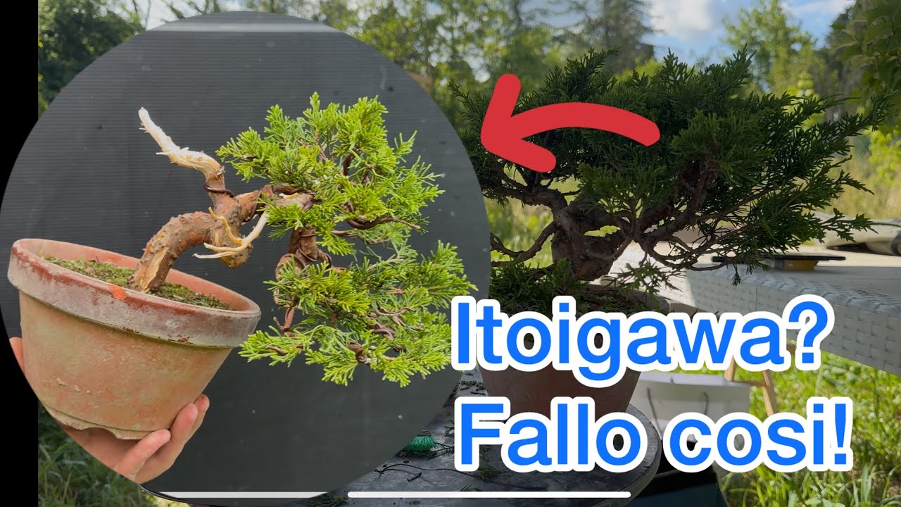 Ginepro Itoigawa, bonsai semplice!