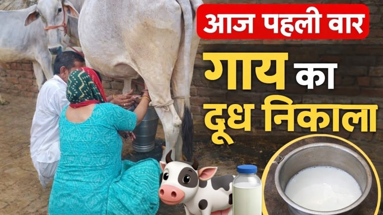 आज पहली बार गाय का दूध निकाला #india #subscribe #villagelife #cow #milk #1treanding 