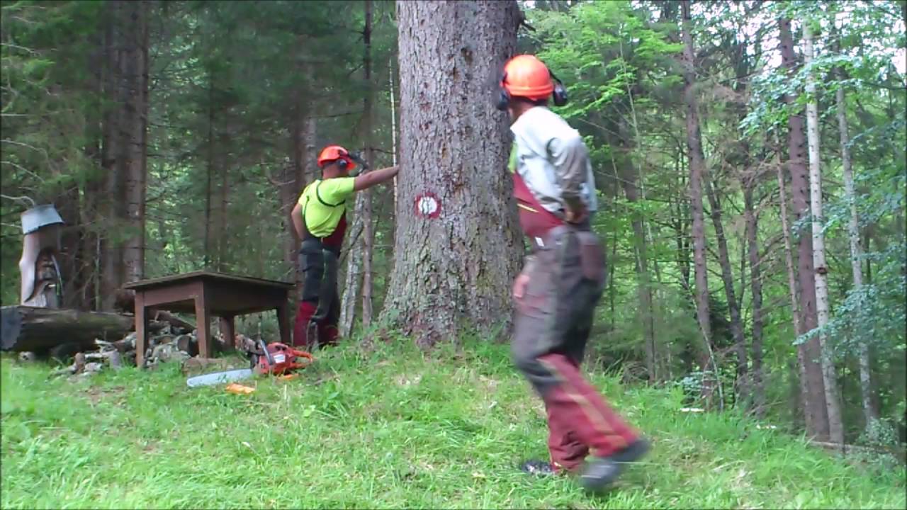 Fällen einer 1,40 m Fichte mit  Seilwinden Unterstützung