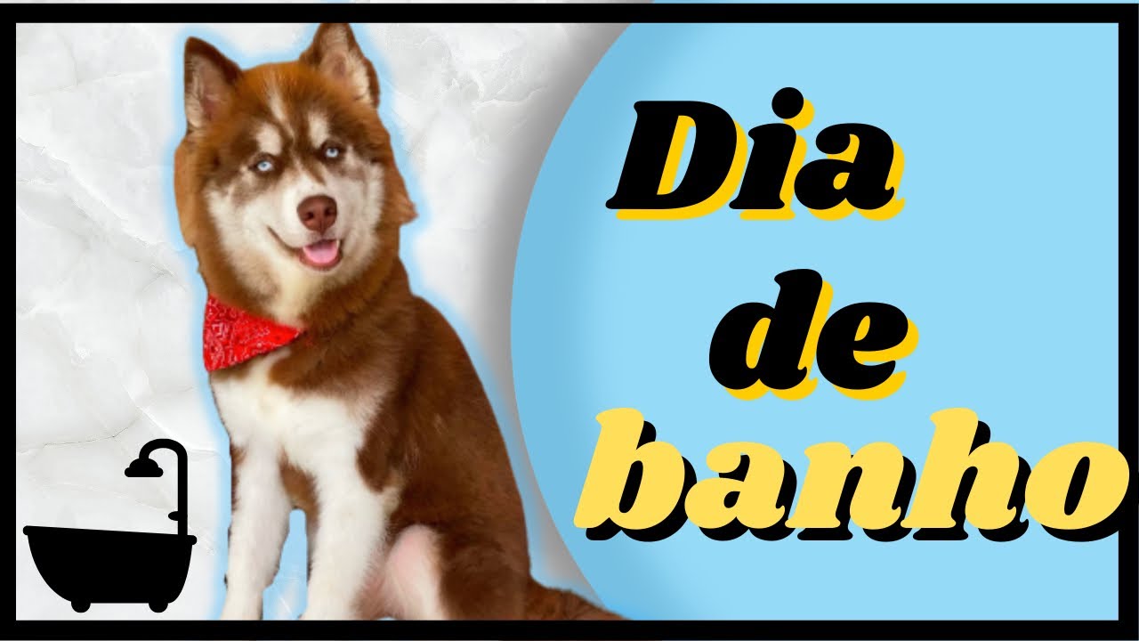 COMO DAR BANHO EM FILHOTE DE HUSKY EM CASA