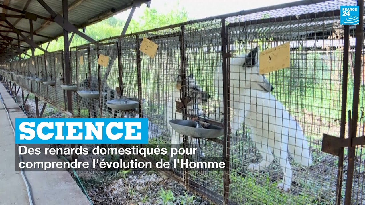 Science : Des renards domestiqués pour comprendre l'évolution génétique de l'Homme