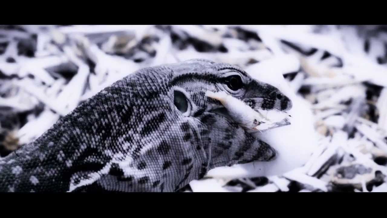 Soulfly - World Scum [OFFICIAL VIDEO]