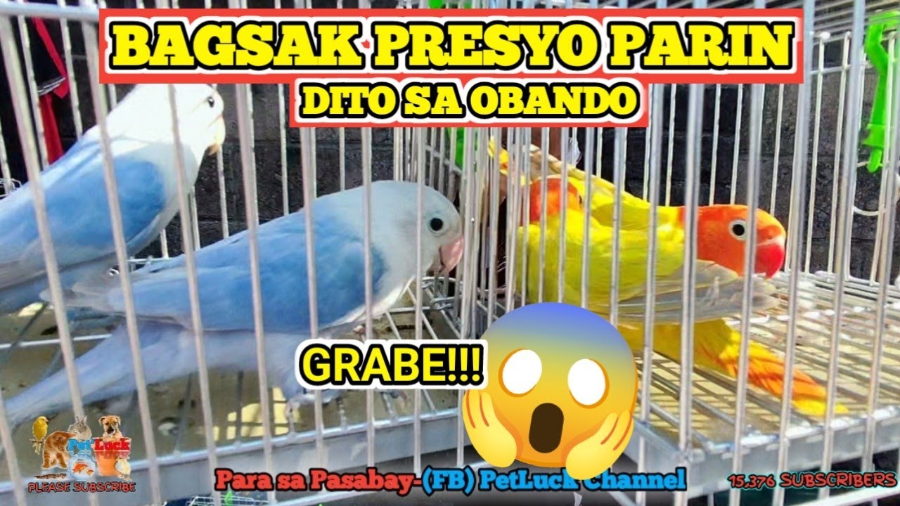 LOVEBIRDS UPDATE TAYO NGAYON DITO SA OBANDO