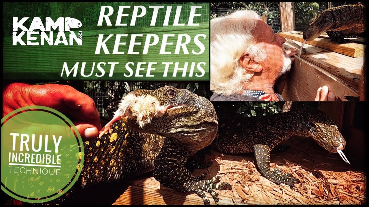 Hand Feeding Dangerous Crocodile Monitors is POSSIBLE!