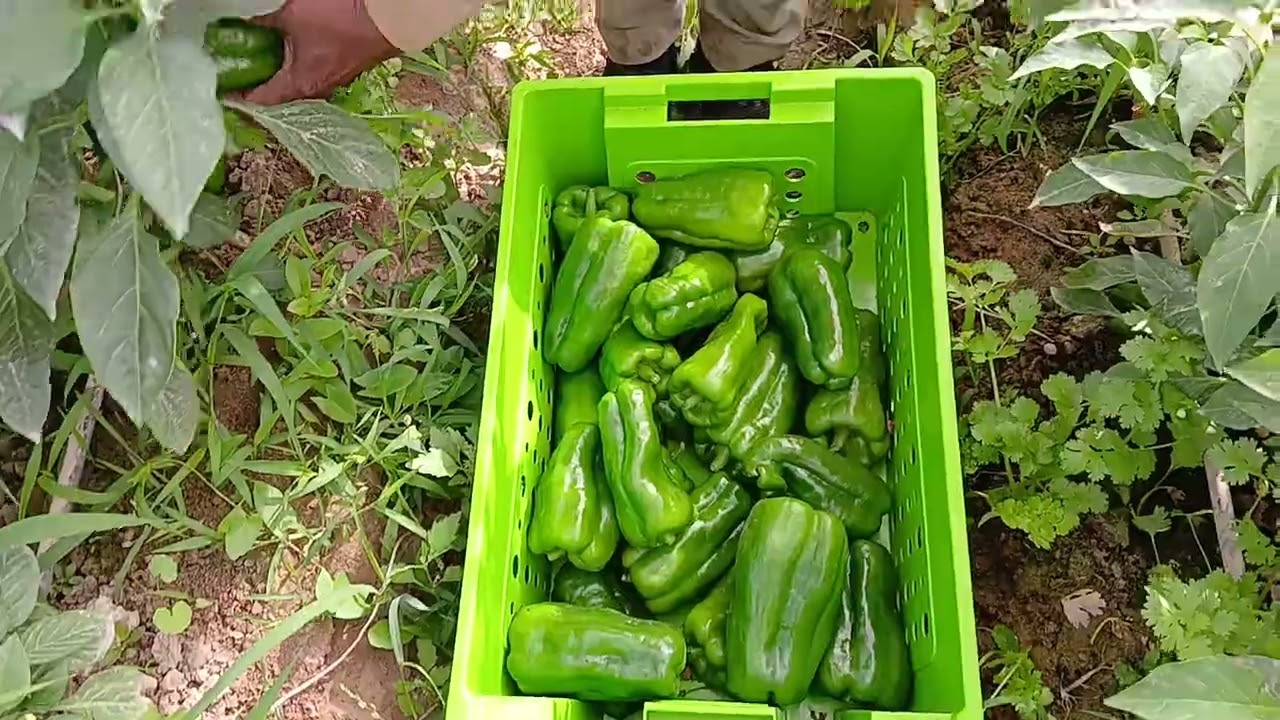 মাঠ থেকে তাজা ফসল।