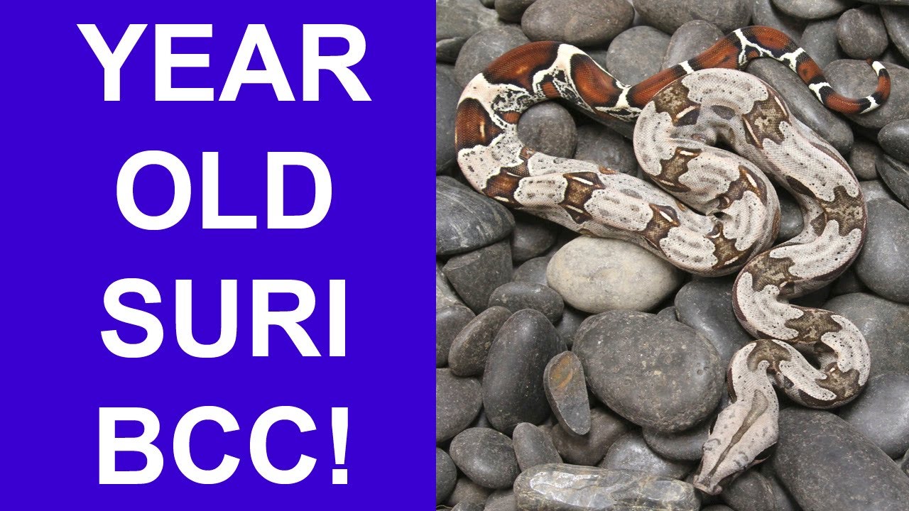 YEARLING+ 2022 Suriname True Red Tail Boas Available NOW!