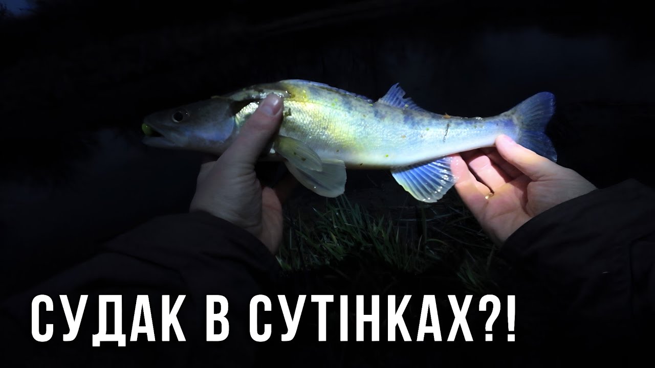 ЧАС ВОВКА В ГРУДНІ | СУДАК НА СПІНІНГ річка ГОРИНЬ