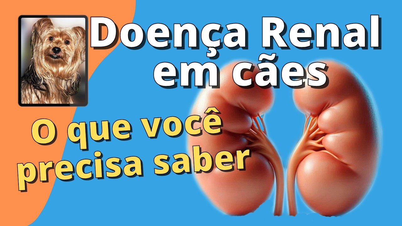 5 Sinais de Doença Renal canina VOCÊ Não Pode Ignorar