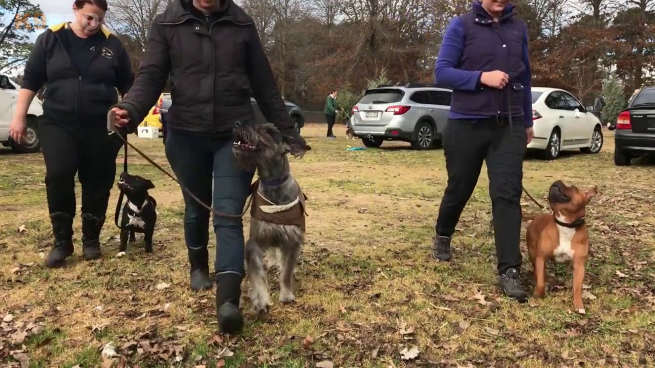 Team K9Pro under pressure