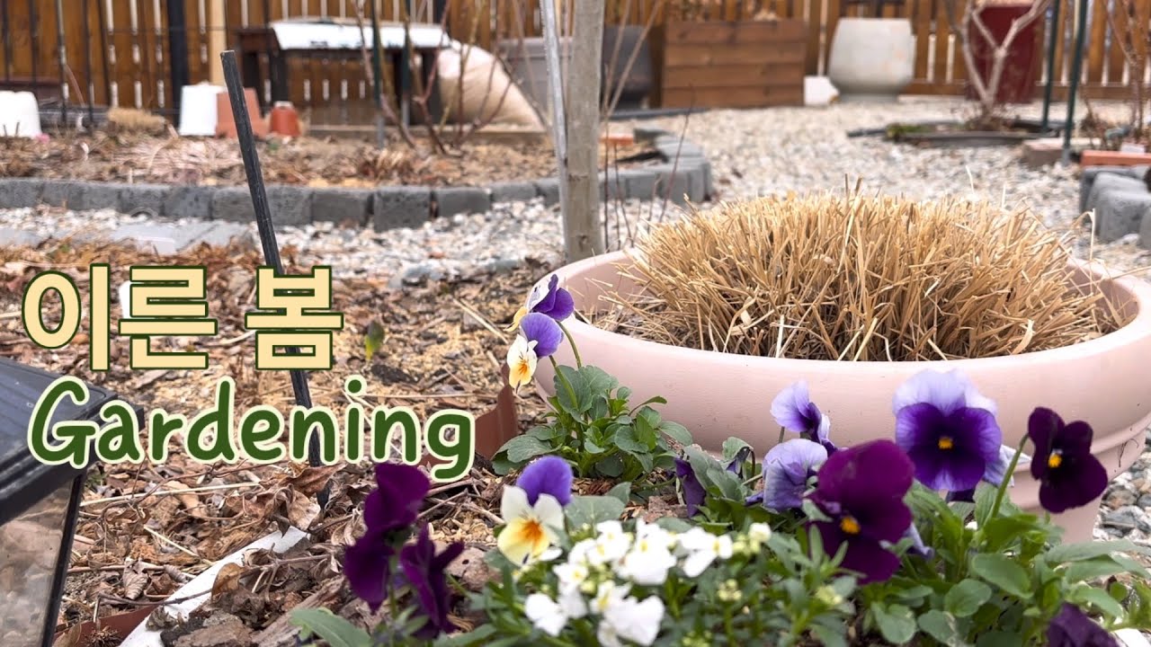 #55, 봄 정원 / 방부목 대형화분 활용 / 귀여운 비올라 심고 봄정원을 깨워요🌱 