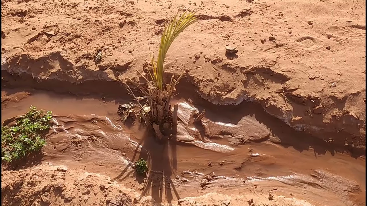 نجاح فسيلة النخلة بعد مرور شهر من غرسها