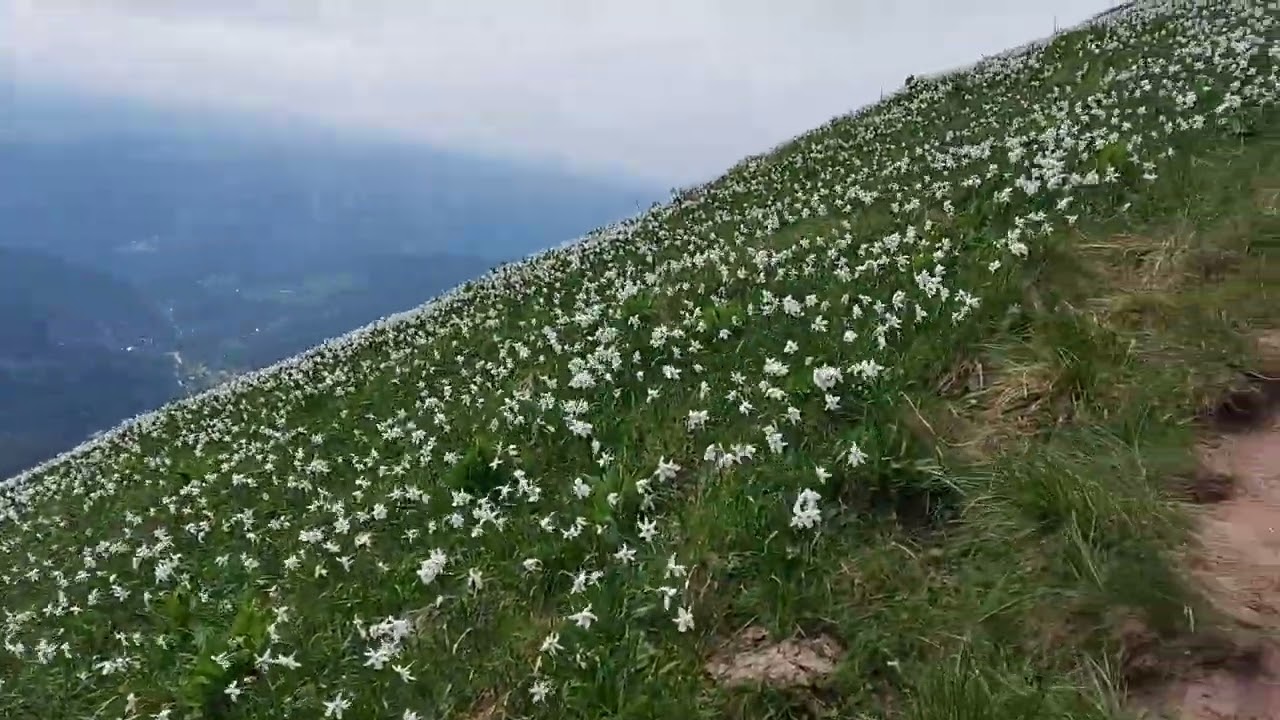 Narcise - daffodils @ Golica, Karavanke, Alps, Slovenia, 22. 5. 2022