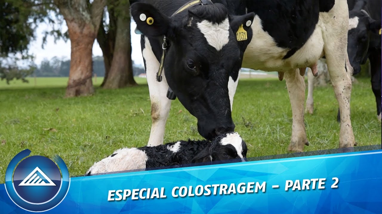 Especial Colostragem - Parte 2