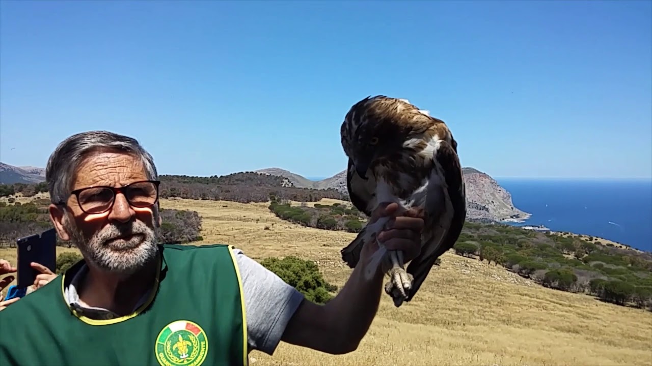 Liberazione di un Biancone a Monte Pellegrino