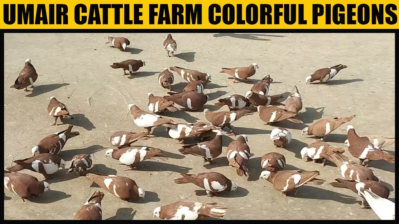Umair Bhai Chawwal Walay Malik Cattle Farm Colourful Pigeons Loft Lal Jogie Rangeen Kabooter Setup
