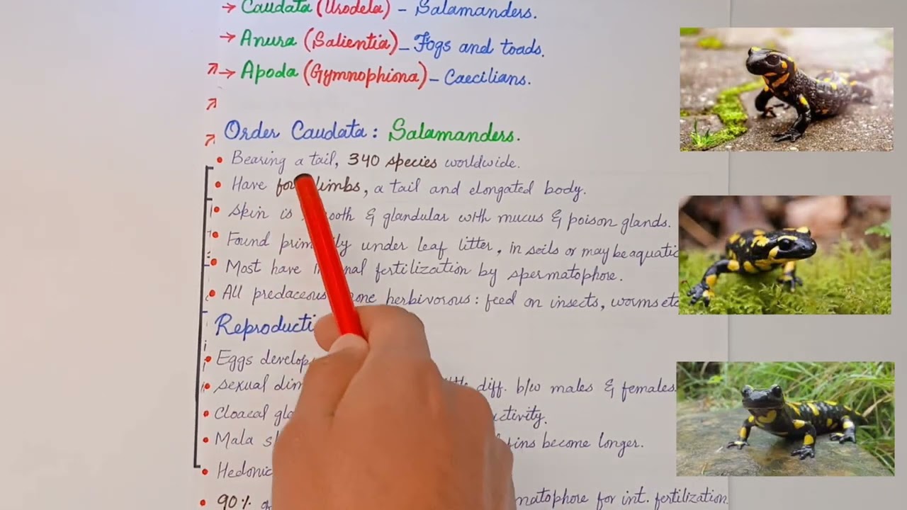 Classification of Amphibians - Its Subclass | Orders of Subclass Lissamphibia -Caudata,Anura & Apoda