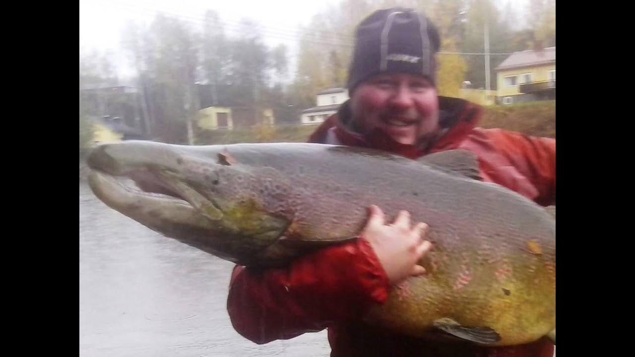 The Extinct Swedish Salmon 2013 Documentary (english subtitles)
