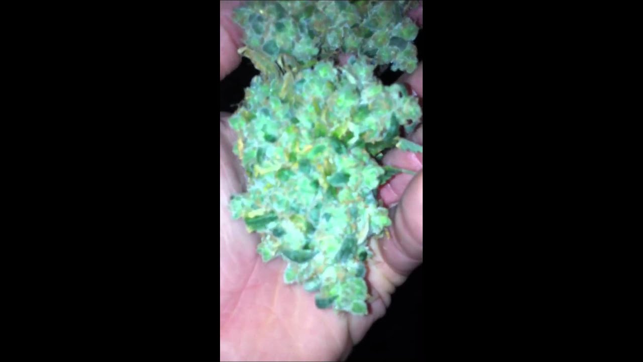 NYC DIESEL harvest day 75