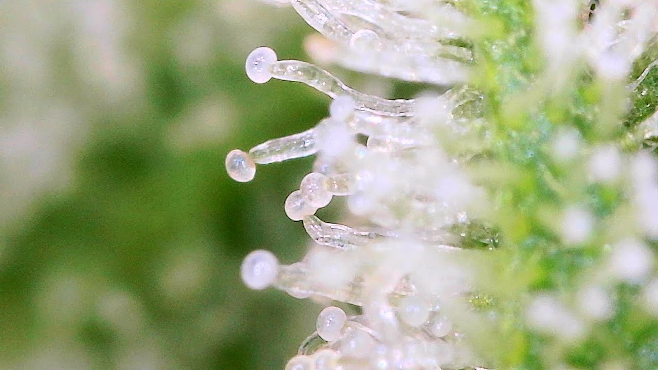 Cannabis Anbau - Wieder Popcorn Buds - Was sind eigentlich Edibles