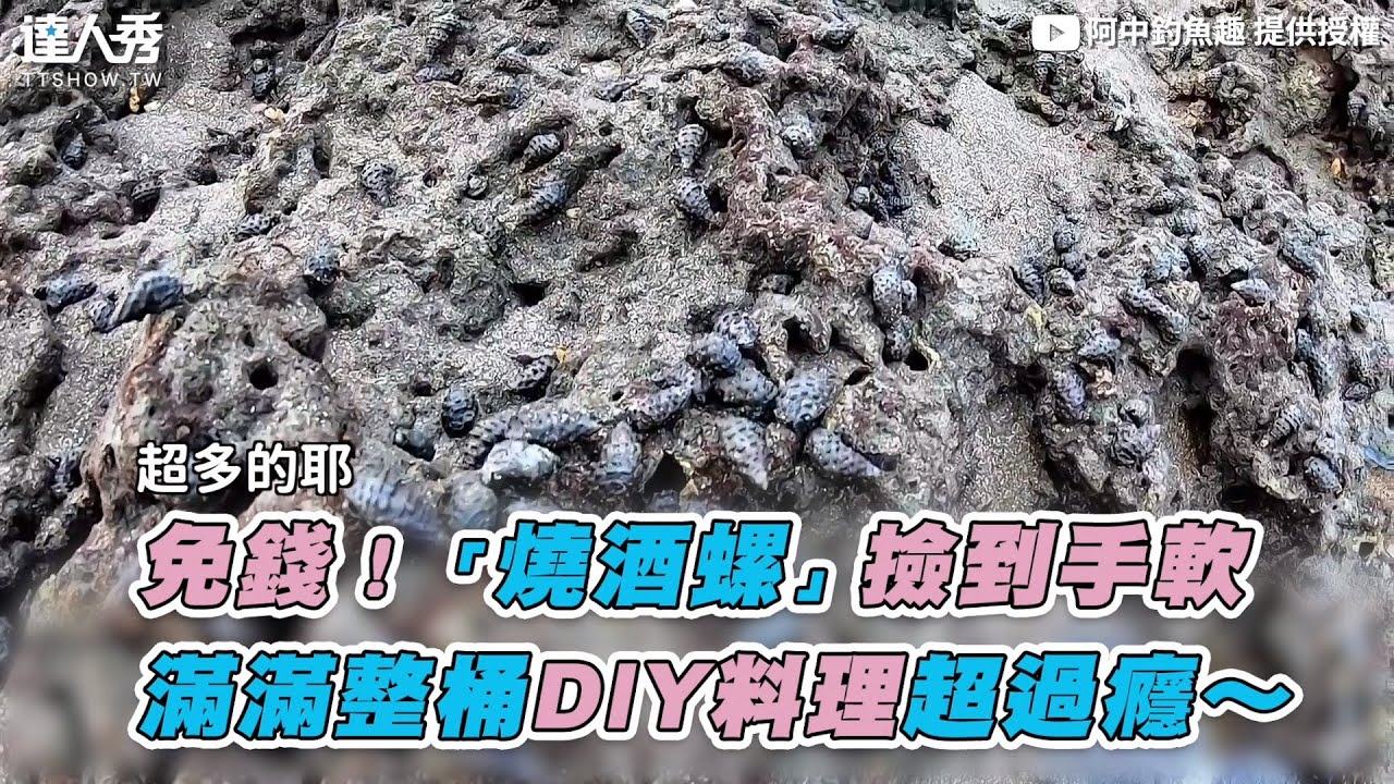 【免錢！「燒酒螺」撿到手軟 滿滿整桶DIY料理超過癮～】｜@阿中釣魚趣