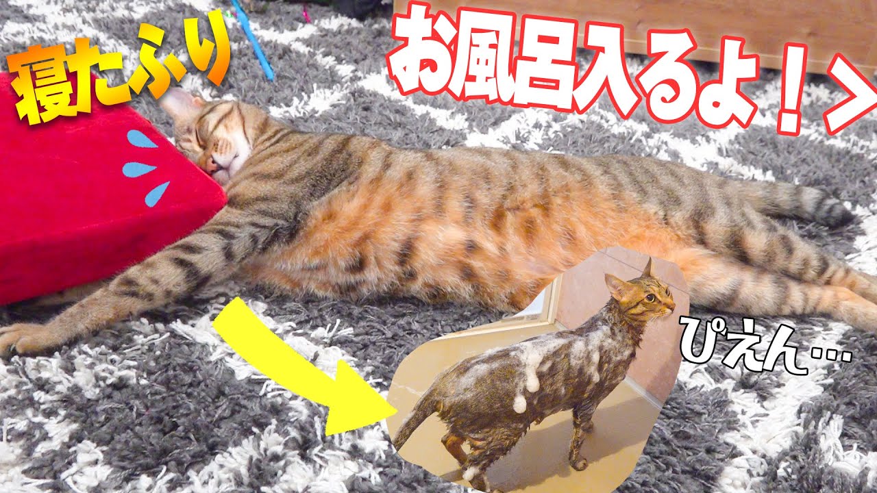 お風呂に入れようとすると