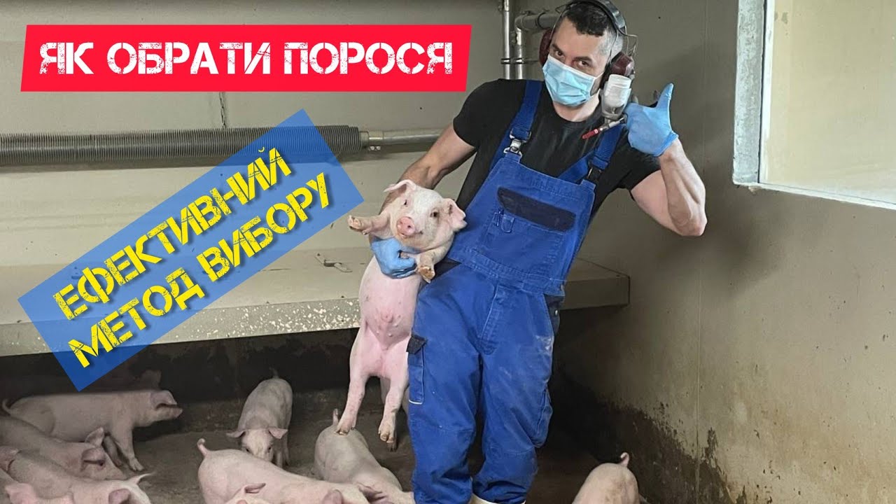 Як обрати поросят для відкорму. Правила вибору поросят.