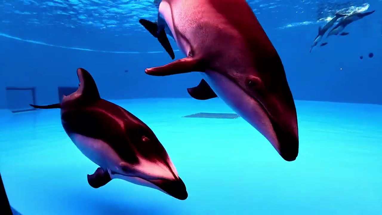 カマバッカ王国イルカの海下手側プール