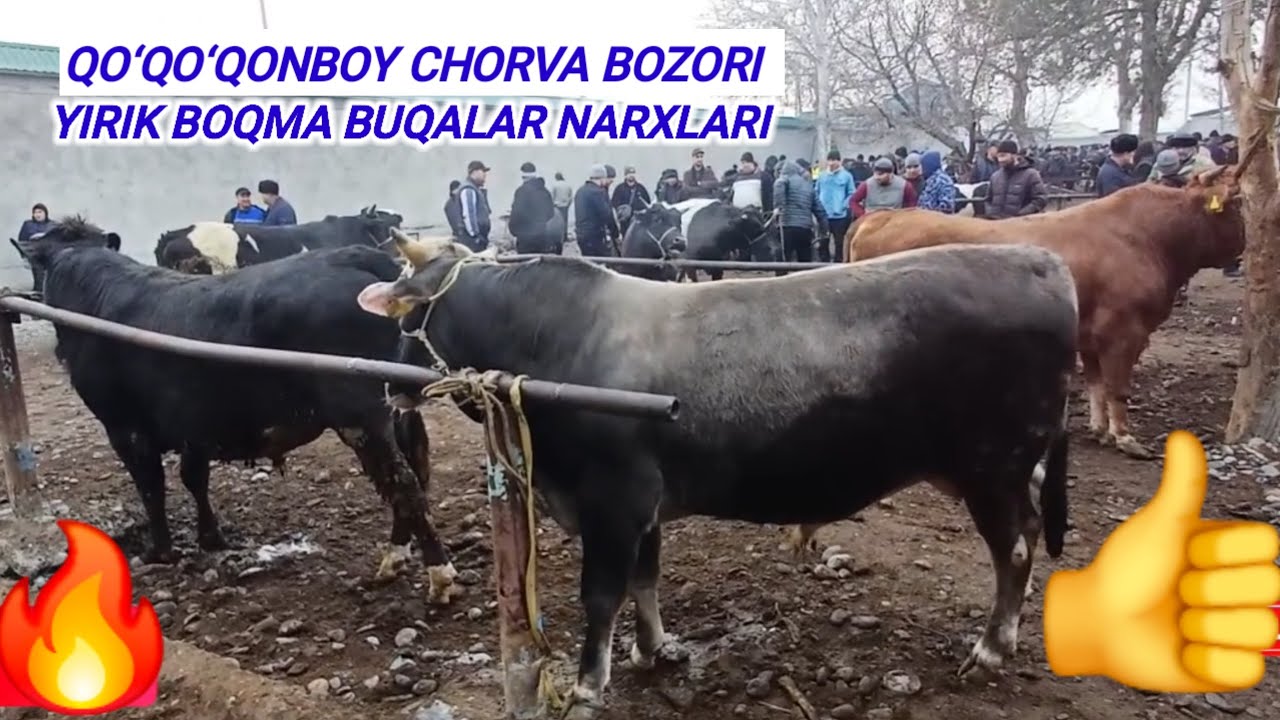 BUGUNGI QO‘QONBOY CHORVA BOZORI NARXLAR SEZILARLI DARAJADA O‘ZGARGAN OSHDIMI TUSHDIMI 07.02.2026🫵🫡👍🔥