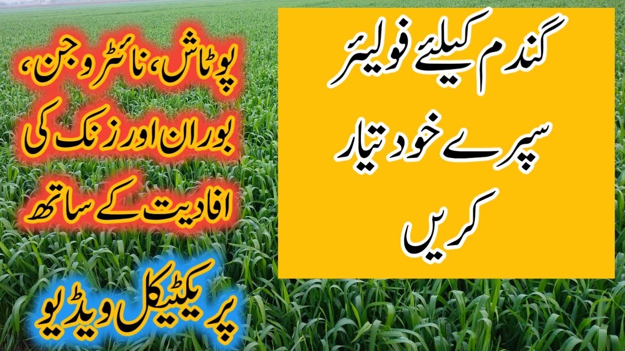 Prepare Foliar NPK and micro nutrients spray at home for wheat crop  | Dr. Jamil Shafi |Plant Clinic